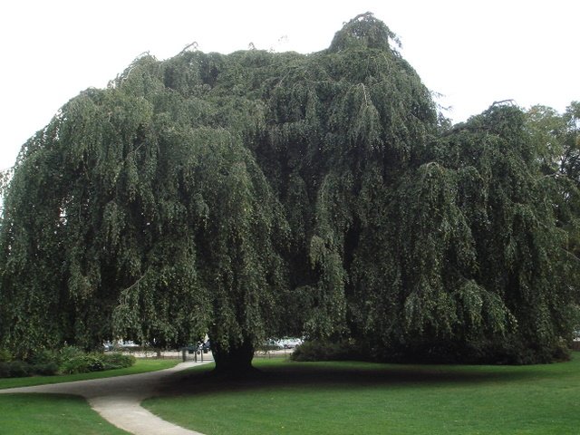 Fagus sylvatica 'Pendula'